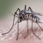 Muỗi vằn Aedes aegypti truyền bệnh sốt xuất huyết